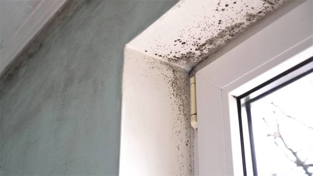 Best Attic Mold Removal  in Shongopovi, AZ