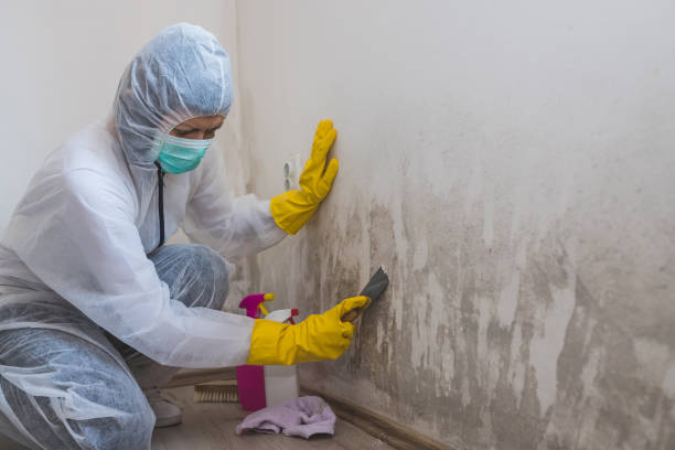 Best Crawl Space Mold Remediation  in Shongopovi, AZ