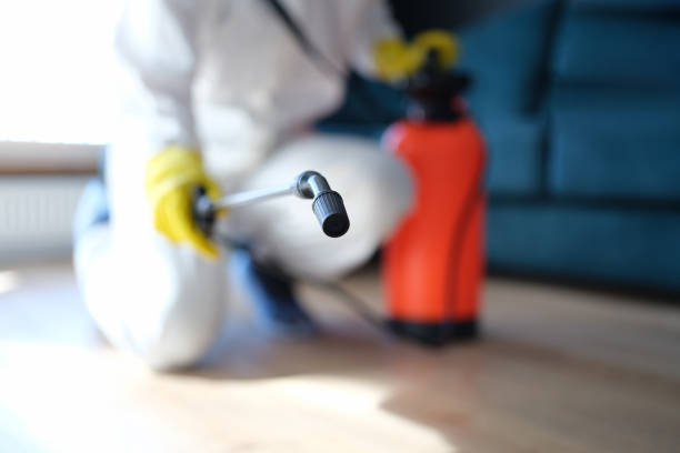 Reliable Shongopovi, AZ Mold Removal Solutions