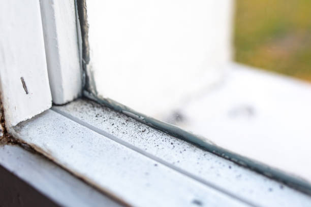 Environmental Consulting for Mold Prevention in Shongopovi, AZ