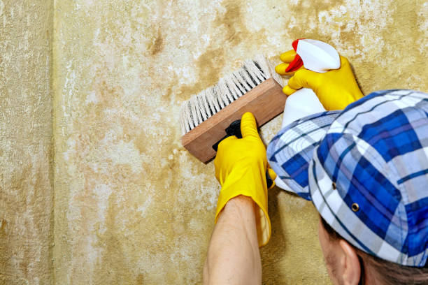 Mold Removal for HVAC Installations in Shongopovi, AZ