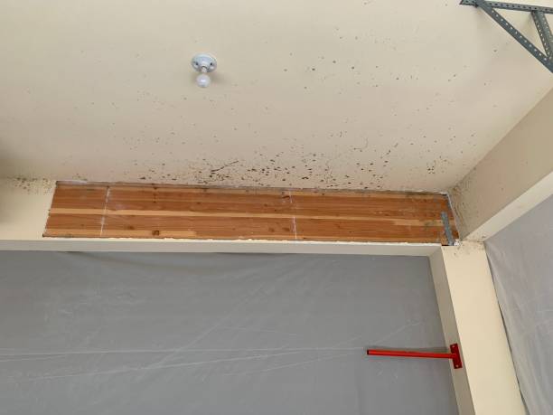 Best Dehumidification Services  in Shongopovi, AZ