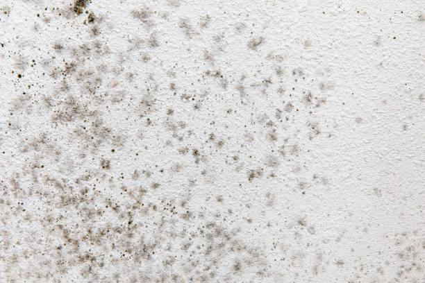 Best Mold Remediation for Healthcare Facilities  in Shongopovi, AZ
