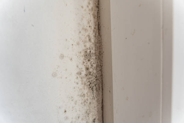 Best Post-Construction Mold Inspection  in Shongopovi, AZ